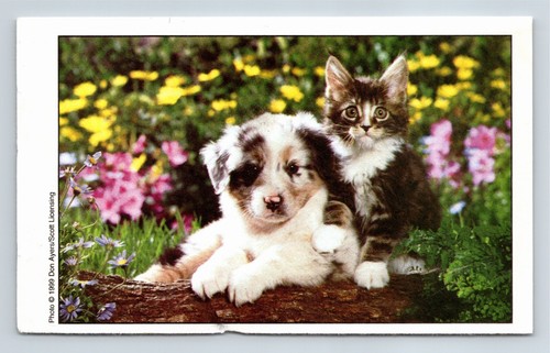 Puppy kitten vaccination - puppy,